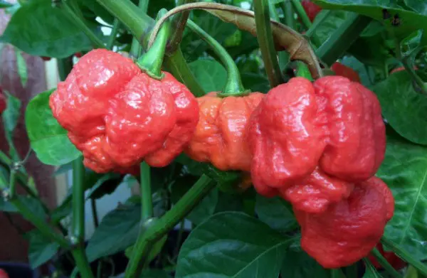 Trinidad Moruga Scorpion Pepper: Meet the new king