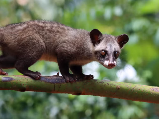 Caffination s2e3: Mui Expensivo Caffination s2e3: Mui Expensivo